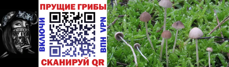 Псилоцибиновые грибы Cubensis  купить закладку  Ува 
